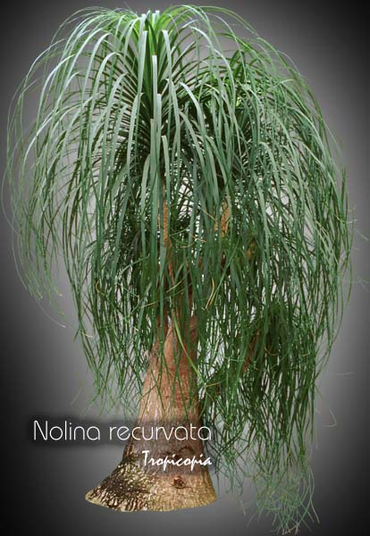 Foliage plant - Nolina recurvata - Elephant foot, Pony tail
